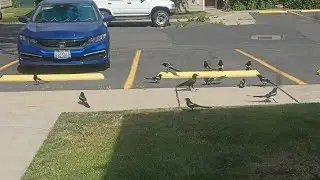 Kit's Crows 06-10-25 (weird Crow vs Magpie fight)