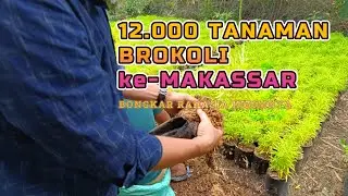 Ribuan Stok Tanaman Hias Brokoli Kuning dan Hijau untuk Taman
