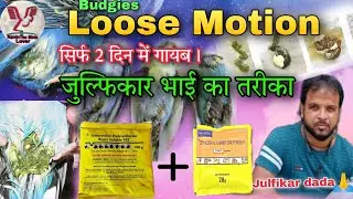 Budgies Loose Motion Treatment || सिर्फ 2 दिन में बजरी तोते का लूज़ मोशम करें ठीक।