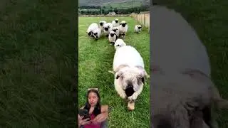Ovejas saltando #oveja #ovejas  #animals