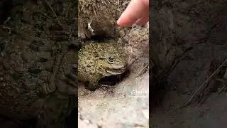 Fun Catch frogs | catch frog funny catching big froggy #shorts