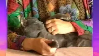 SOOTHING CAT MASSAGE