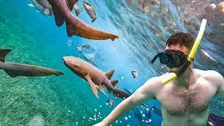 Snorkeling in San Pedro, Belize: Hol Chan Marine Reserve and Shark Ray Alley