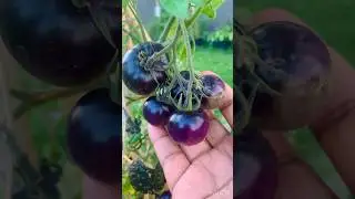 Amazing Black Purple Cherry Tomato! Canada🇨🇦 Malayali❤️ #nature#mississauga#food#youtubeshorts