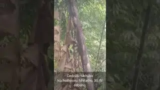 World Tallest Banana Tree, Measuring 30 feet.