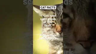 3 Cool Cat Facts #shorts #cat #animalfacts #coolcat #cool #fact Comment👇 with your cat facts!