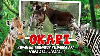OKAPI 🦙 HEWAN UNIK | LUCU SEPERTI JERAPAH BERBULU ZEBRA | KONGO AFRIKA