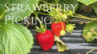 Fun Family Adventures in New Zealand | Strawberry picking | Red Bridge Berries | Luggate | Wanaka