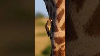 An Oxpecker and a Giraffe: Nature&rsquo;s Perfect Team.#birdlovers , #nature , #wildlife , #animals