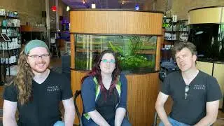Clown Killifish Species Profile