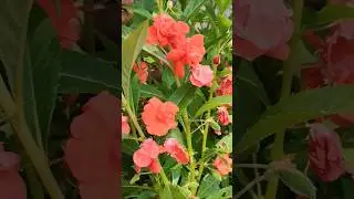 balsam flower plant 🌱The Ultimate Balsam Flower time