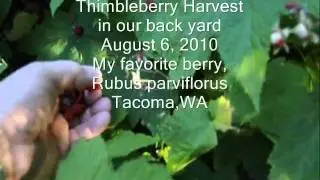 Thimbleberry Harvest, Rubus parviflorus