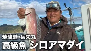 駿河湾でシロアマダイ釣りしたら最高の釣果だった！【焼津港・岳栄丸】※魚以外にも大物釣り上げた！