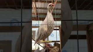 White Chukar Partridge @woodside-loft  #woodsideloft