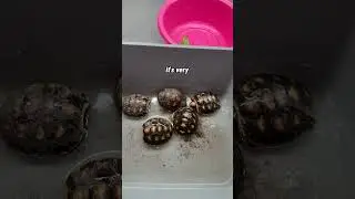 Baby Redfoot Tortoise Enclosure