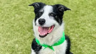 Rocco needs a home!