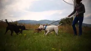 Gargulec vs. Dragon TUG OF WAR