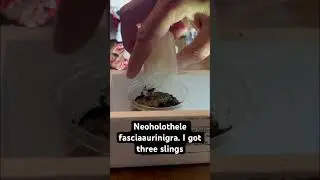Beautiful dwarf tarantula unboxing.