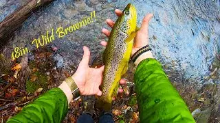 18in. Wild Brownie on Pine Creek PA Trib. + TROUT SLAM