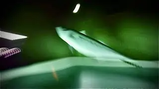 You are a fish