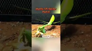 Mantis vs Spider-II Epic Insect Battle! | Bug Wars, Ant Fights & Predator Showdowns 🦗🔥