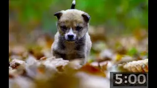 5 Minute Countdown Timer | Cutest Puppies to Make Your Day | Instant Relaxation