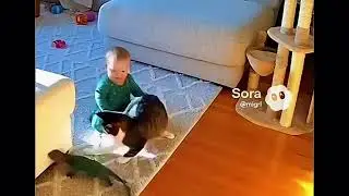 Animales heroicos en acción #cat #dog 