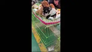 LIVE: POV Dog Market Roaming | Real-Time Puppy Stalls & Market Flow | Natural Audio | Subscribe