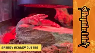 Gorgeous Storr&rsquo;s Monitors | Reptile Life Hoppers Crossing