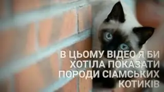Опис про породу Сіамських кішок !!