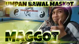 UMPAN BAWAL MASKOT MAGGOT