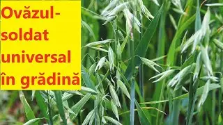 Semănăm ovăz ca să nu săpăm grădina. 🌾🌾🌾