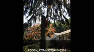 Tree Trimming Chester NJ