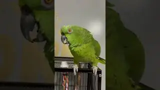 Loros hablando