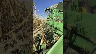 Corn Harvest 