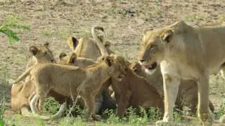 Lioness reunited with excited cubs after the hunt!