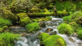 Calming Trickles of Mossy River That Will Put You To Sleep - 10HR Water Sounds