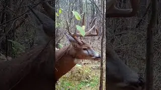 The Best DEER SHORT Ever? #short #shorts #trailcamera #monsterbuck