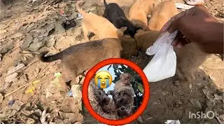 🥹फाइनली, मैंने पिल्लू को द्यूत पिला दिया 🥰#trending ☹️#vlog 😁#shortvideo 
