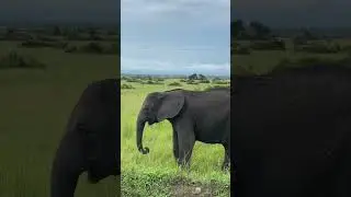 Elephants detect rain