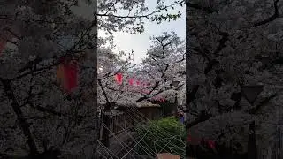 Tokyo Turns Pink 🌸🇯🇵 | Cherry Blossoms