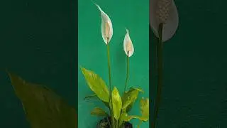peace lily #herbaceus border