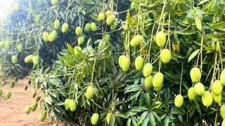 Full Yield of Organic Dasheri Mangoes#mango#trending #youtubeshorts #shorts #farming
