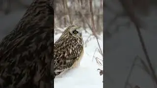Amazing Owl Facts