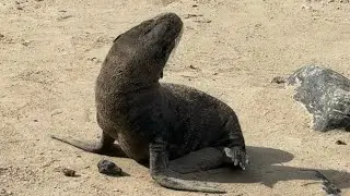 Ecuador - Los Lobos Marinos 🦭