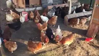 Yumurta yemi nasıl üretilir. kendi yemini üret.doğal yem üretme teknikleri.