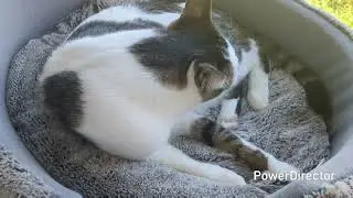昼寝してたのに押しかけられたニャア