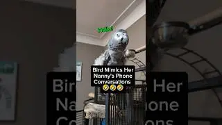 Bird Mimics Her Nanny's Phone Conversations 🤣 #talkingparrot #parrot #funny #funnyparrot #cute #wow