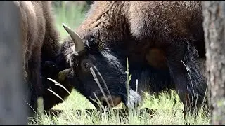 Wild Vermejo | Bison management on America's largest property