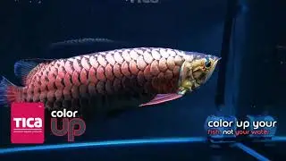Tica Color Up - aquarium LED display lights